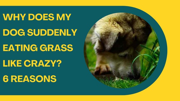Why Does My Dog Suddenly Eating Grass Like Crazy? 6 Reasons