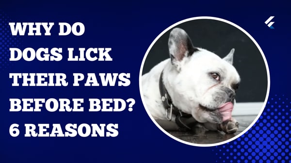 Why Do Dogs Lick Their Paws Before Bed? 6 Reasons