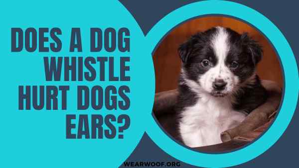 Does a Dog Whistle Hurt Dogs Ears