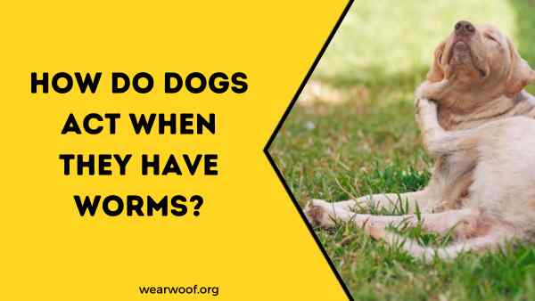 How do Dogs Act When They Have Worms
