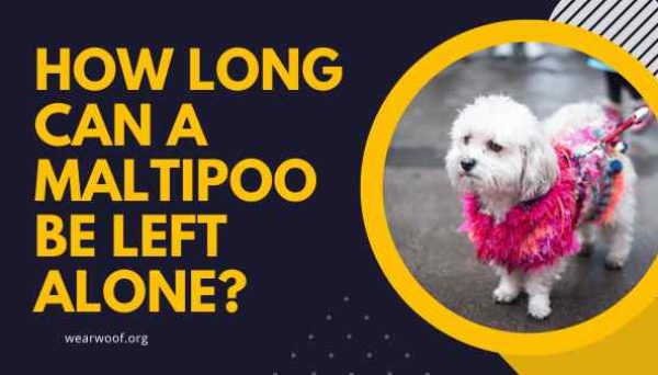 How Long Can A Maltipoo Be Left Alone?