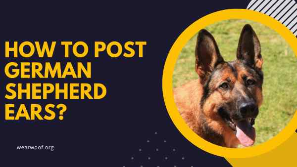 How To Post German Shepherd Ears