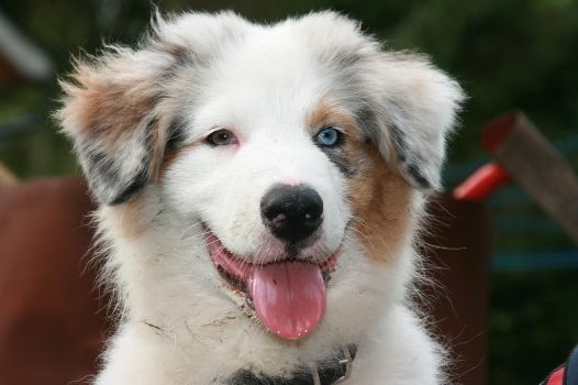 Let's check out why an Australian Shepherd licks you too much.