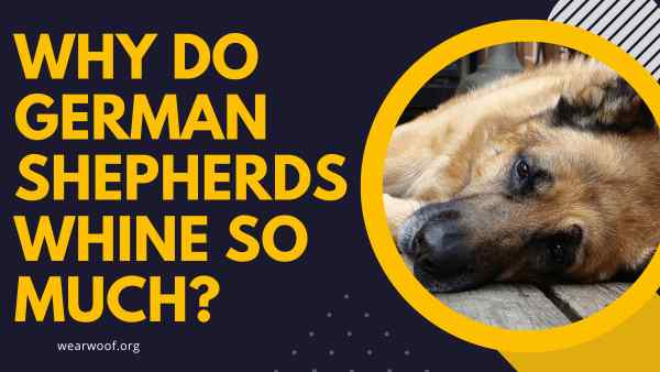 Why Do German Shepherds Whine So Much?