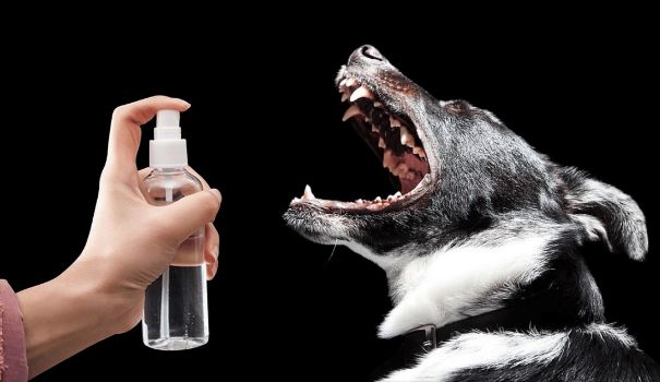 You can use vinegar to stop your dog from barking if it is diluted.