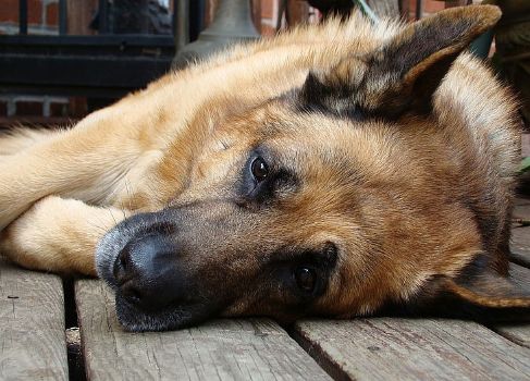 common reasons a GSD whines too much and how you can deal with it.