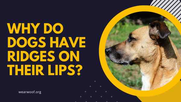 Why Do Dogs Have Ridges On Their Lips