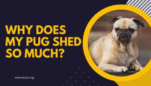 Why Does My Pug Shed So Much? Natural & Non-Natural Reasons