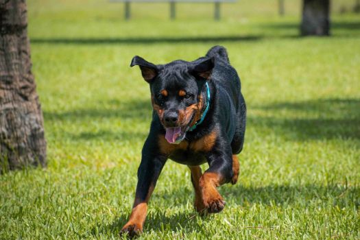 rigid training routine results in 60% improved dog behavior.