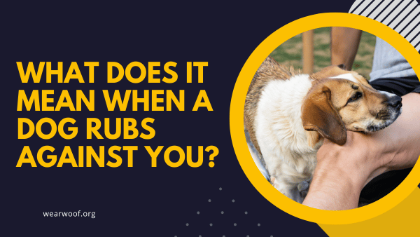 What Does It Mean When A Dog Rubs Against You?