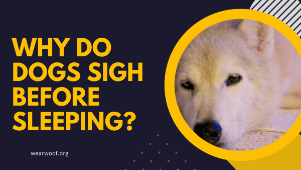 Why Do Dogs Sigh Before Sleeping?